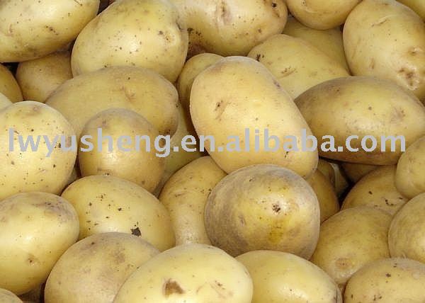 potato
