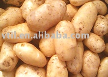 Potato