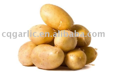 2011 New Fresh potato