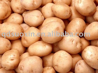 2010 Chinese Fresh Potato