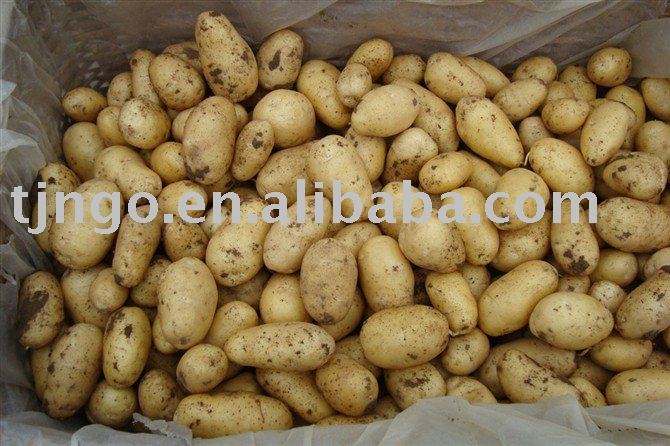 fresh potato