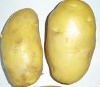  fresh   atlantic   potato es