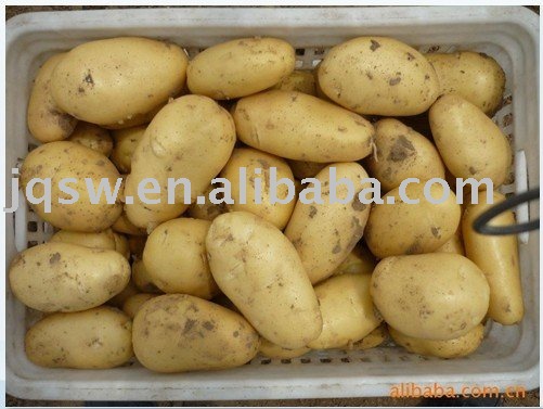sell Chinese 2011 fresh holland potato