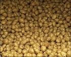 chinese potato