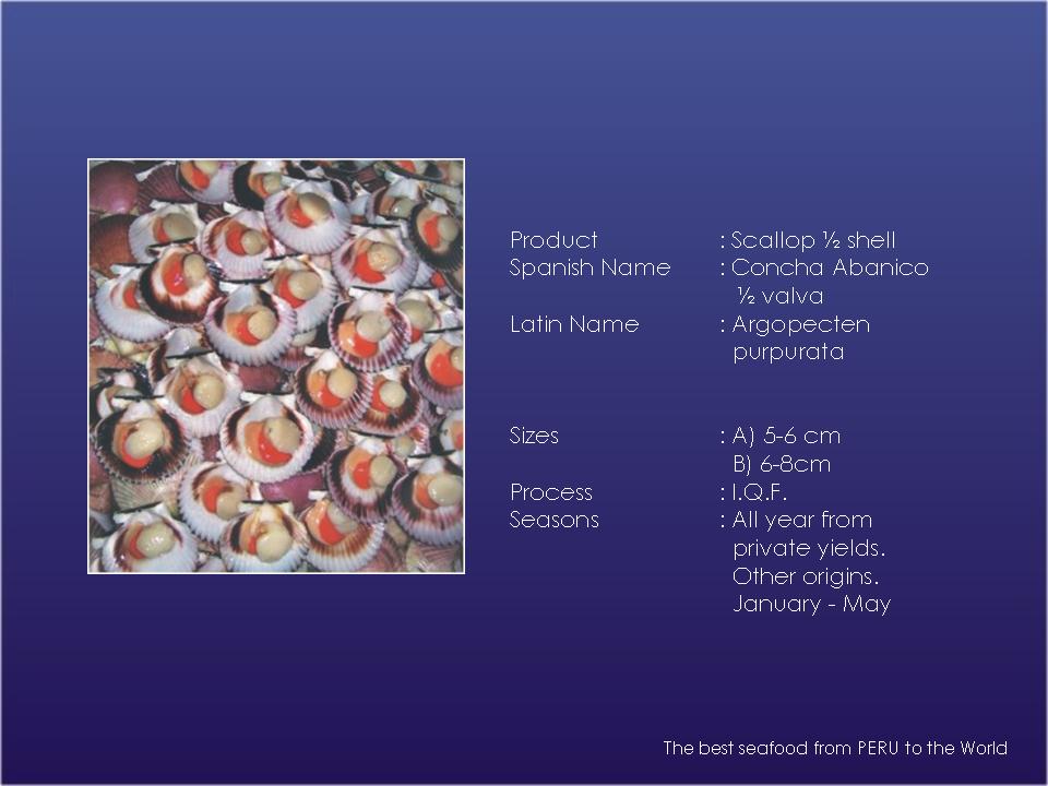 Frozen  IQF   Scallop s 1 / 2 Shell