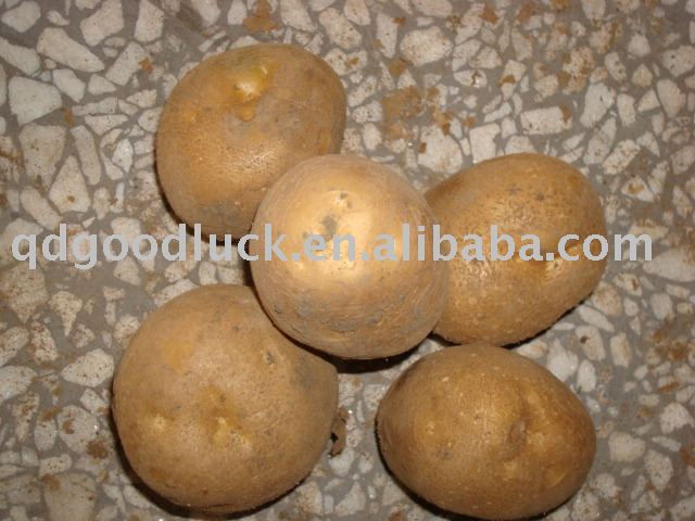 new crop fresh Atlantic potato