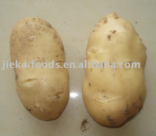 fresh chinese / holland potato