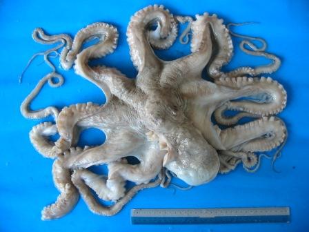  IQF  / Iwp  IQF   Octopus 