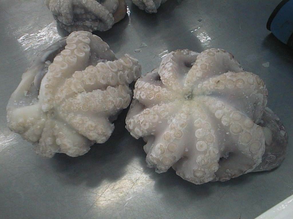 Frozen Octopus From Thailand