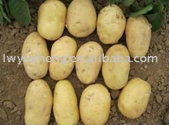 fresh yellow potato