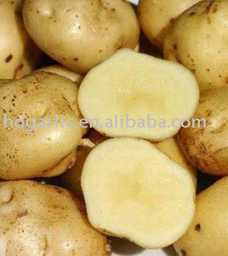 SUPPLY 2011  FRESH HOLLAND POTATO WITH LOW PRICE