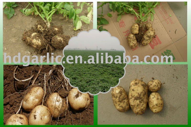 2011 new crop chinese holland potato