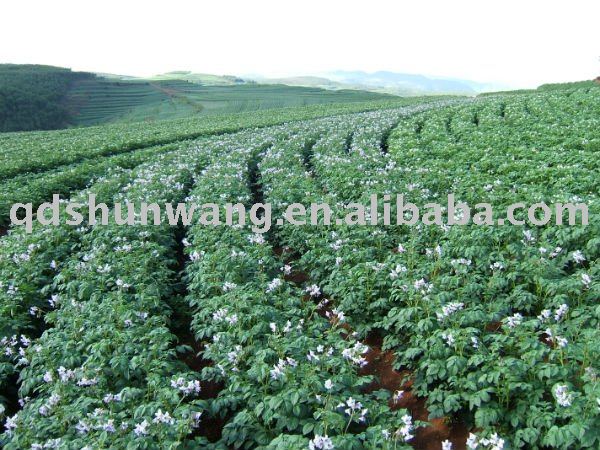 2011 chinese fresh yellow potato 250g