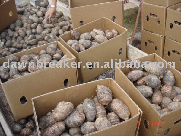 Eddo( small taro/ fresh   eddoes )