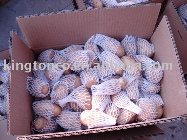 fresh holland potato