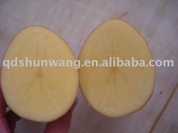 2011 fresh yellow holland potato 200g