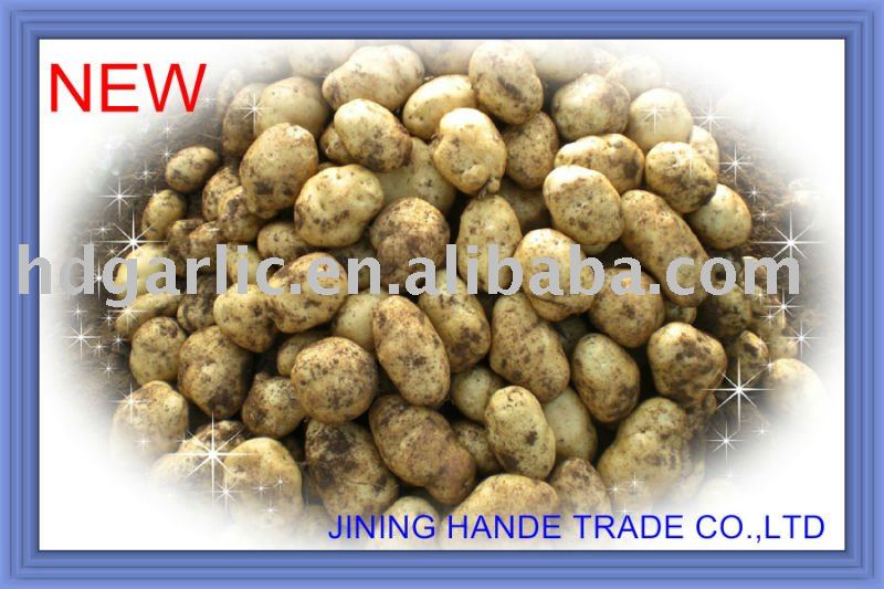 CHINESE NEW FRESH HOLLAND WITH DIFFERENT SIZES