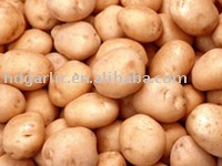 shandong 2011 fresh potato with low price