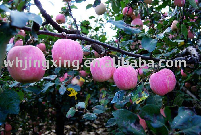 Fuji Apple