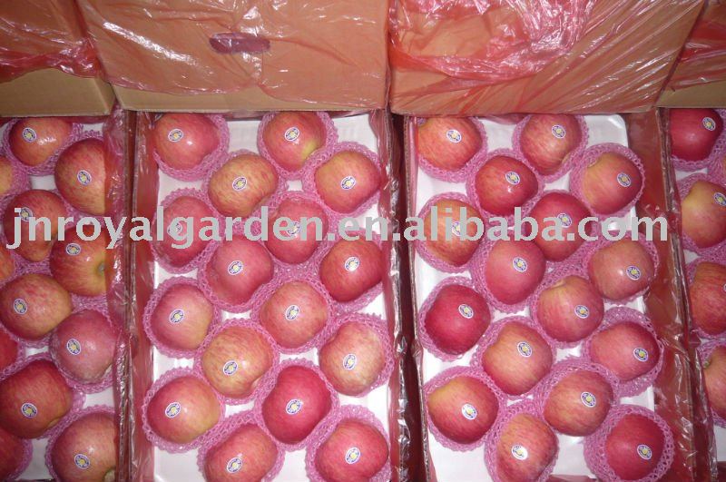 New crop Red Fuji apple from Shandong China