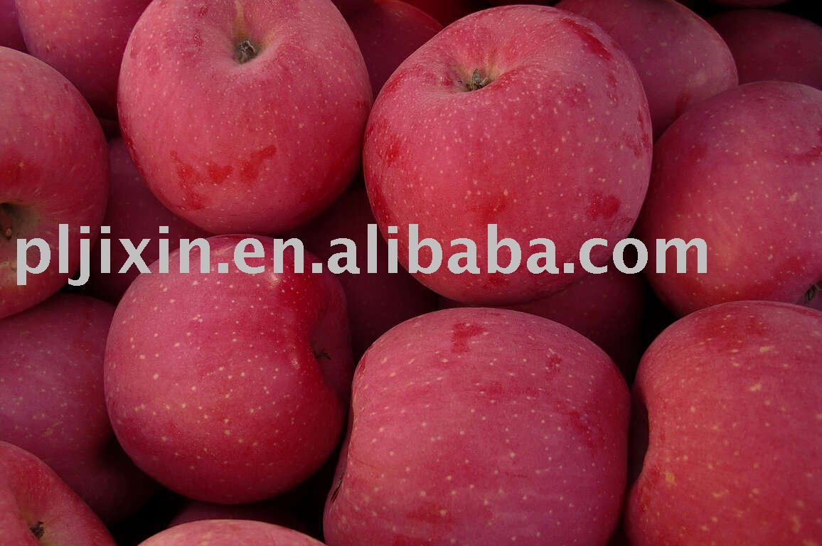 fresh bright red FUJI chinese apple