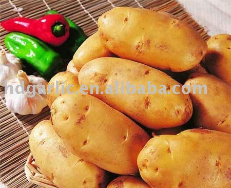 2011 new yield  fresh   atlantic   potato 