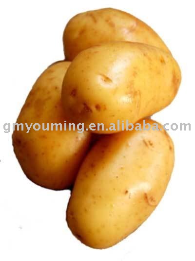 Good Quality Fresh Potato