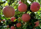 fresh red apple