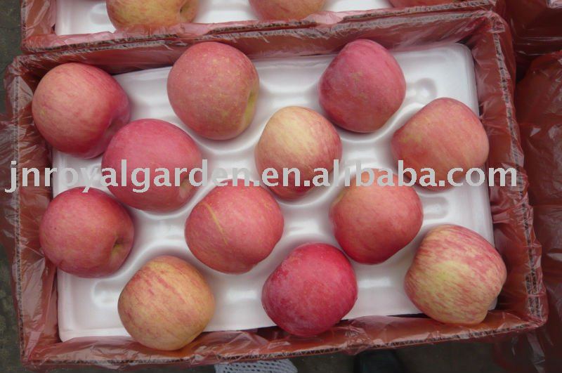 New crop red Fuji apple from Shandong
