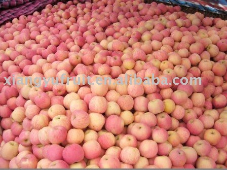 chinese fuji  apple