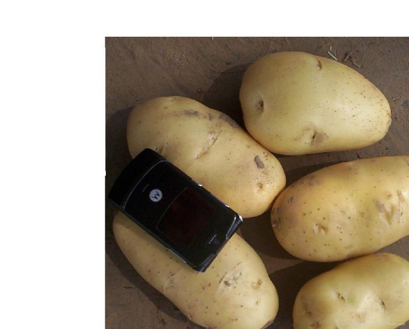 2011 Fresh Potato 100g-250g up