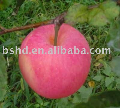 red fuji apple