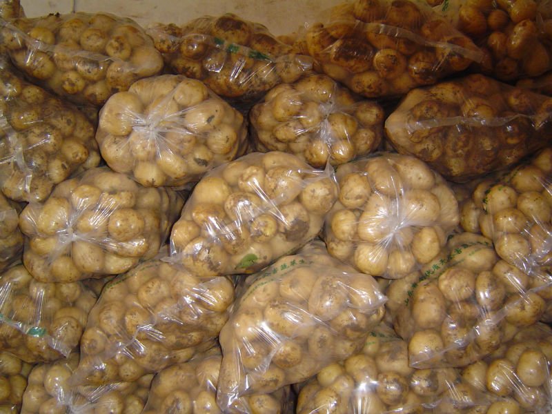 2011 Fresh Holland Potato 100g-250g up
