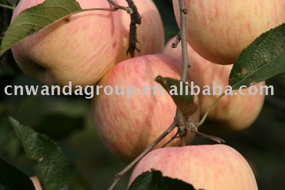 fuji apple new crop