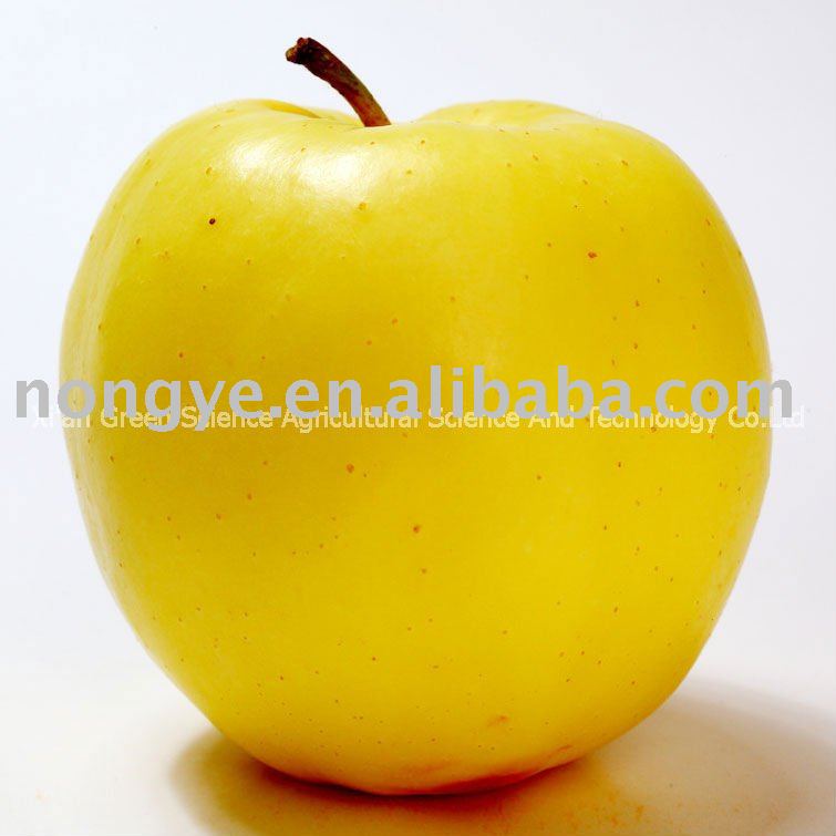 Shaan'xi golden delicious apple