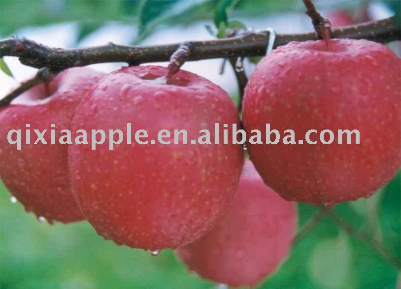 2010 Fresh Fuji  Apple
