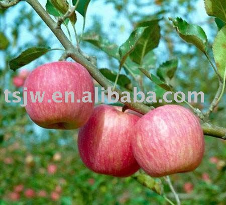 Tianshui Fuji apple fruit