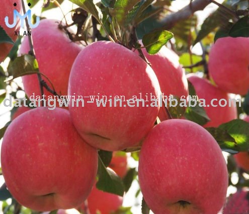 Red Fuji Apple