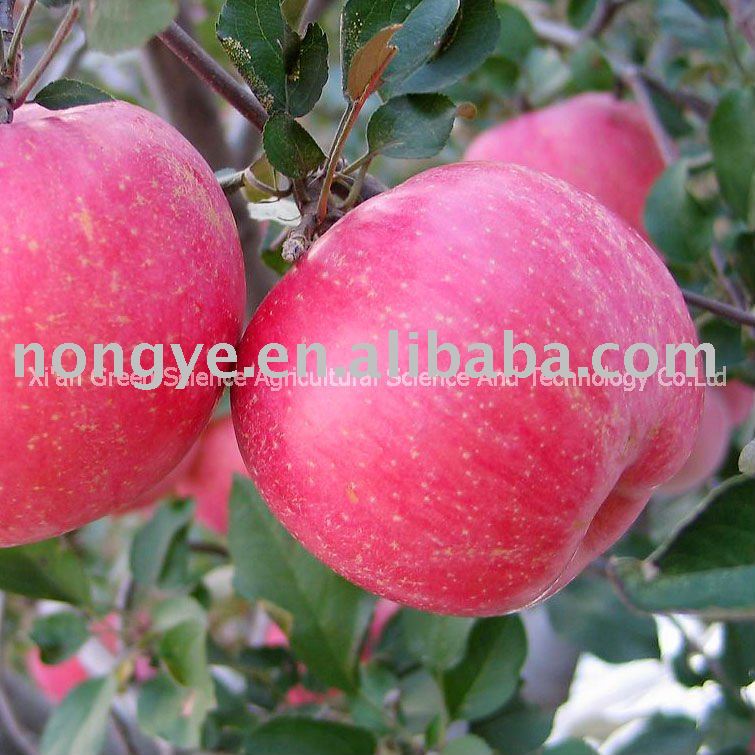shaan'xi fresh apple