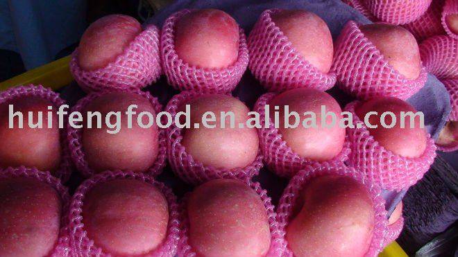 qixia,shandong fresh fuji apple