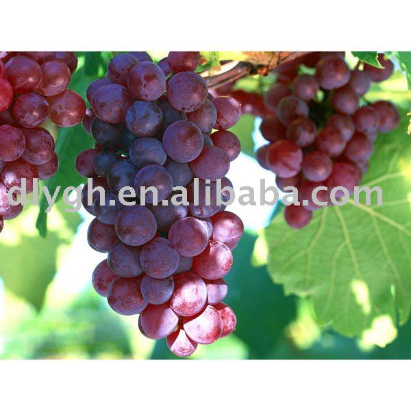 2011 Organic Fresh Grapechina Price Supplier 21food