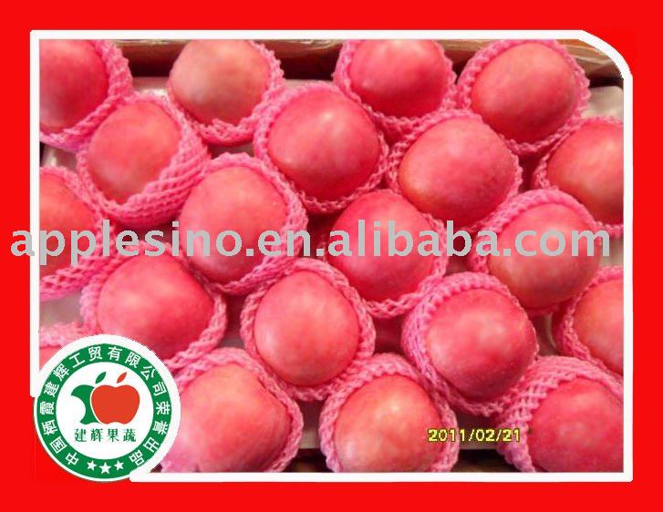 2010 new crop  fresh Fuji apple