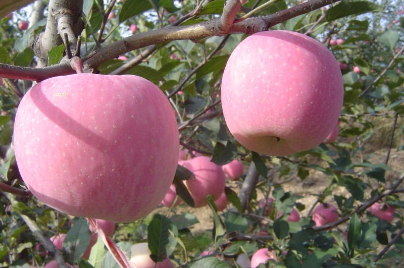 Shandong Fully Blush Fuji Apples---size: 36/40/44