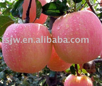 Tianshui red Fuji apple fruit