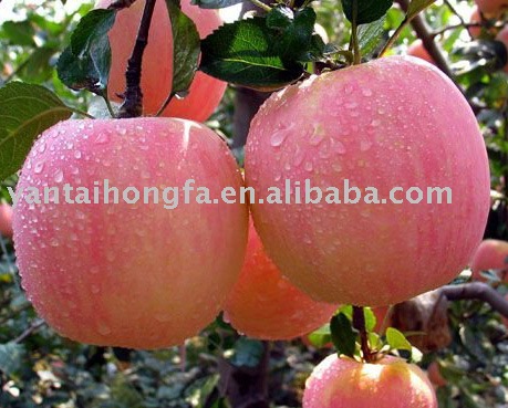 red fuji apple