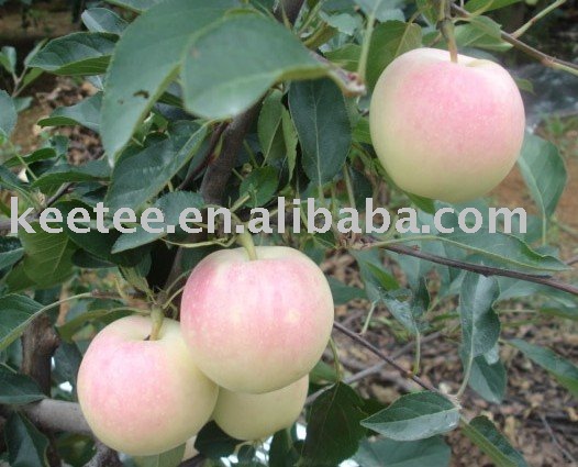 bright red gala apple