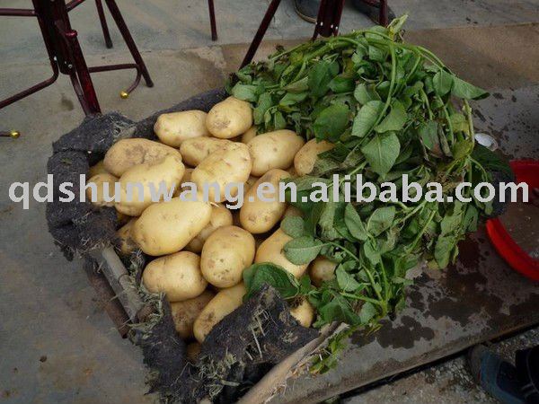 2011 chinese fresh holland  potato