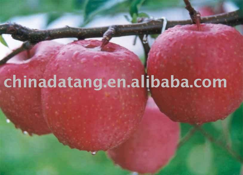 fresh fuji apples