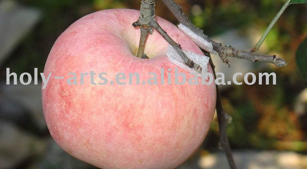 Dalian Fresh Fuji Apple