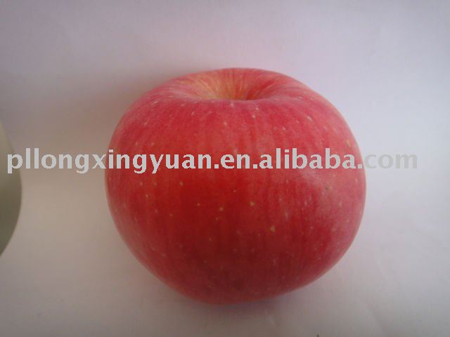 yantai fuji apple